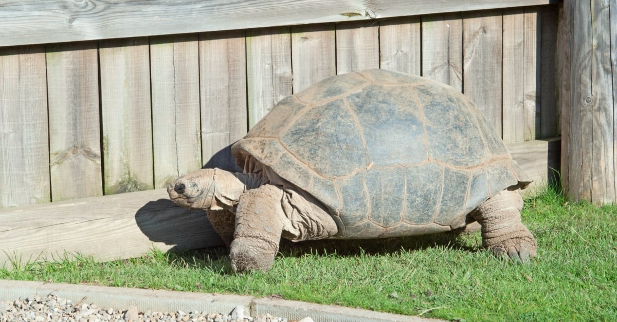 Enclos tortues juvéniles/bébés.