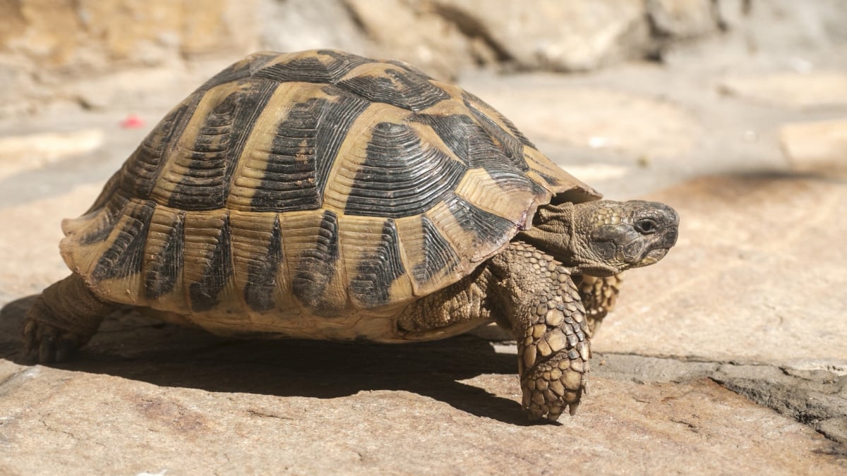 Choisir une tortue : nos conseils pour l'adoption