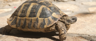 Illustration : "Quelle tortue choisir ?"