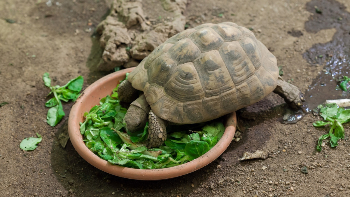 Illustration : "Nourrir une tortue"