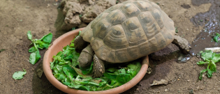 Illustration : "Nourrir une tortue"