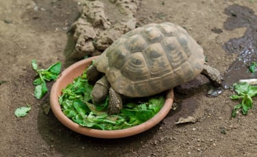 Illustration : "Nourrir une tortue"