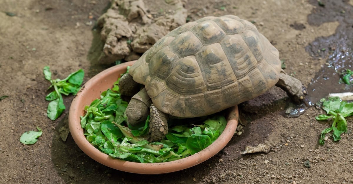 Nourriture pour Tortues Terrestres