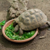 Illustration : Nourrir une tortue