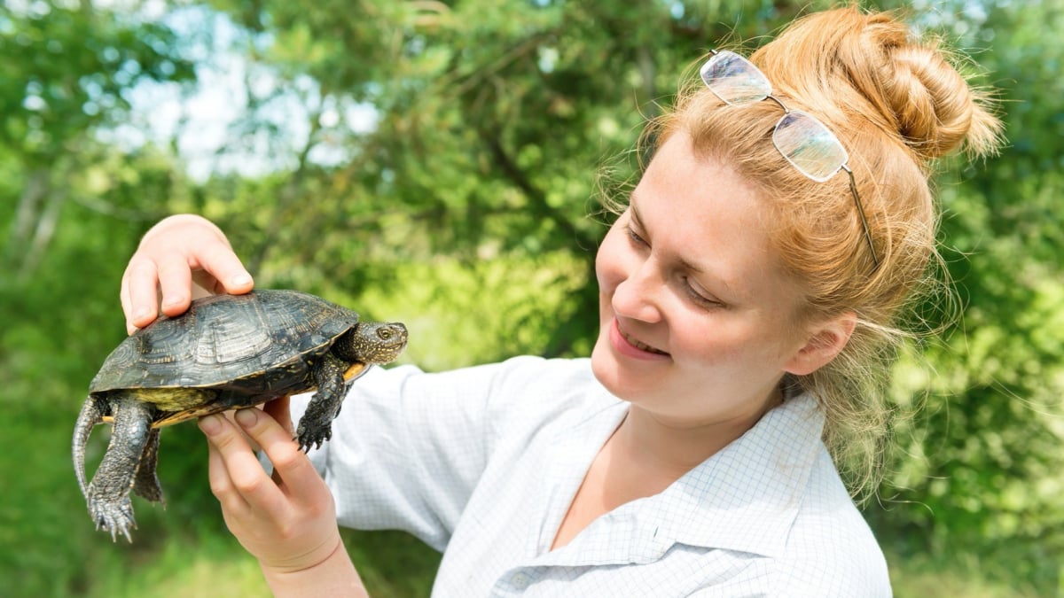 Illustration : "Comment manipuler une tortue ?"