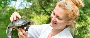 Illustration : "Comment manipuler une tortue ?"