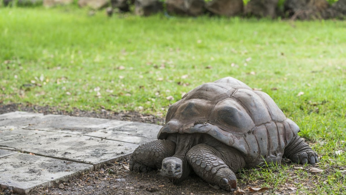 GROSSE TORTUE TERRESTRE