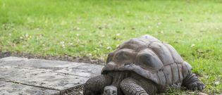 Illustration : "Les maladies courantes de votre tortue"