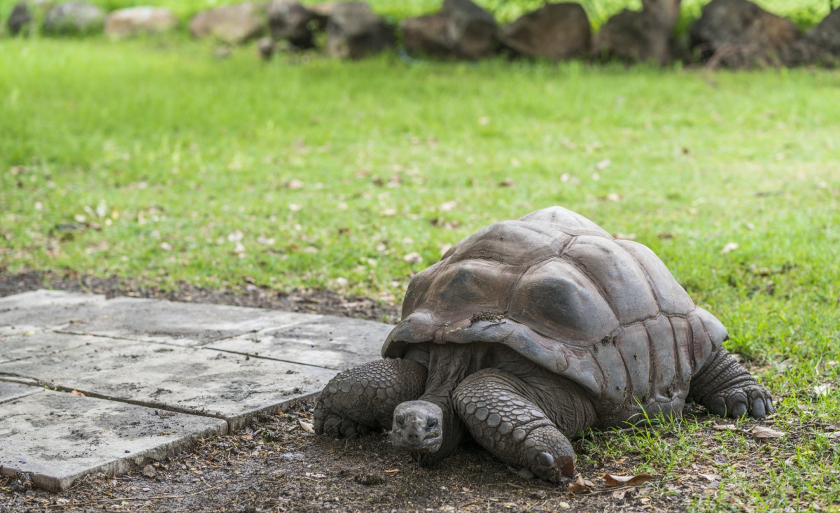 Illustration : "Les maladies courantes de votre tortue"