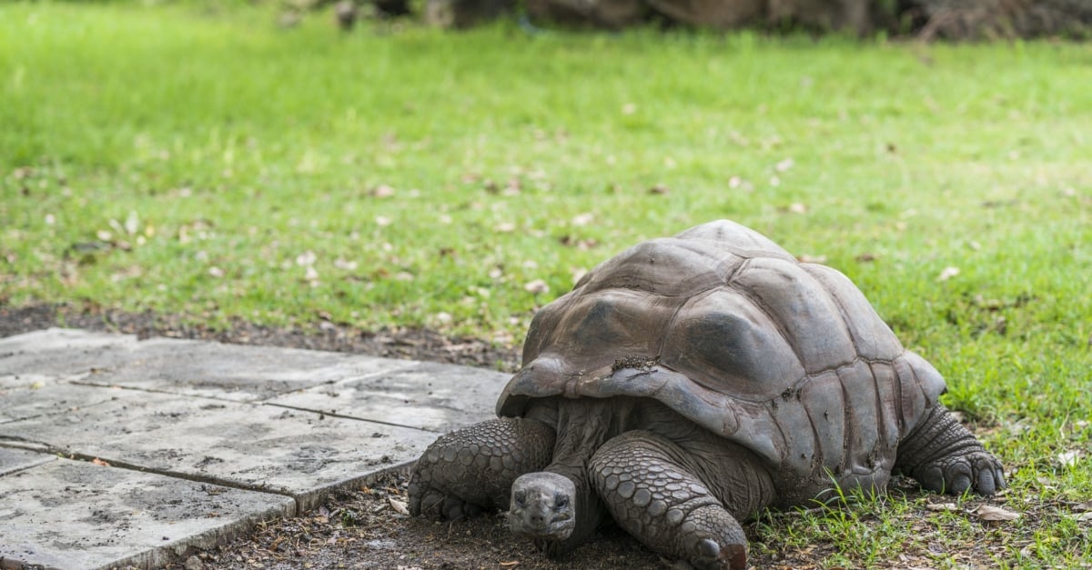 Les Maladies Courantes De La Tortue Symptomes Et Traitements Les Maladies Courantes De La Tortue Symptomes Et Traitements