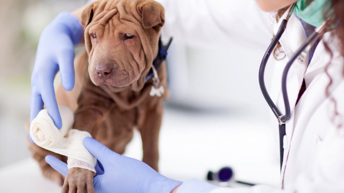 Illustration : "La vaccination du chiot"