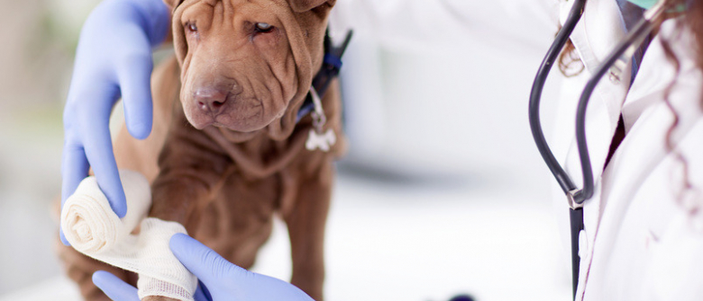 Illustration : "La vaccination du chiot"