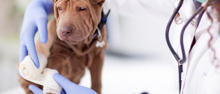 Illustration : "La vaccination du chiot"