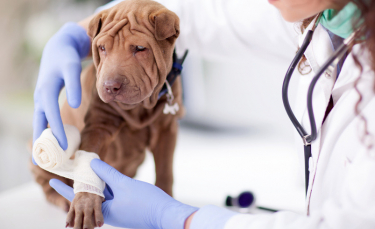 Illustration : "La vaccination du chiot"