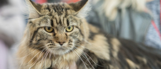Illustration : "Quel est le prix d'un chat ?"