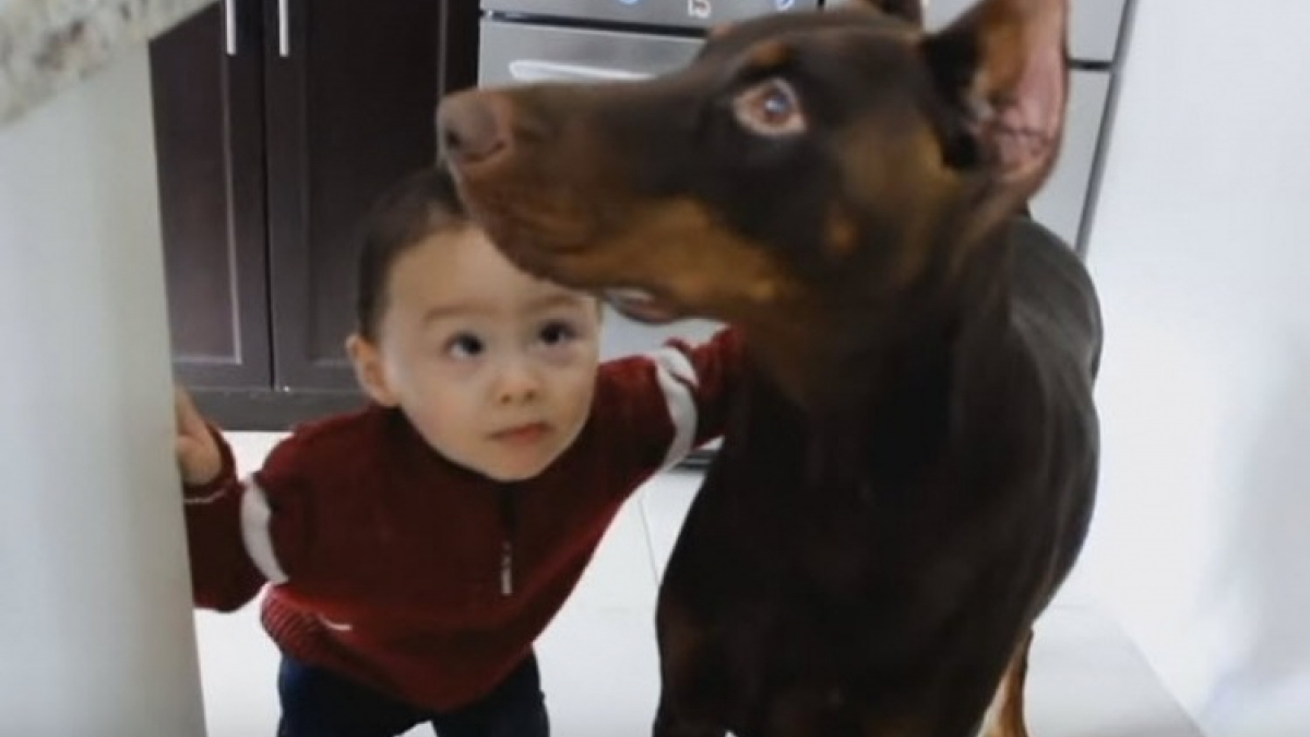 Illustration : " Le petit garçon veut lui donner un bisou, mais ce Dobermann est intéressé par autre chose"