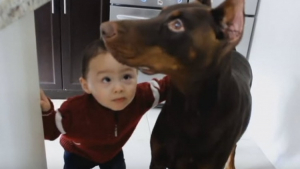 Illustration :  Le petit garçon veut lui donner un bisou, mais ce Dobermann est intéressé par autre chose