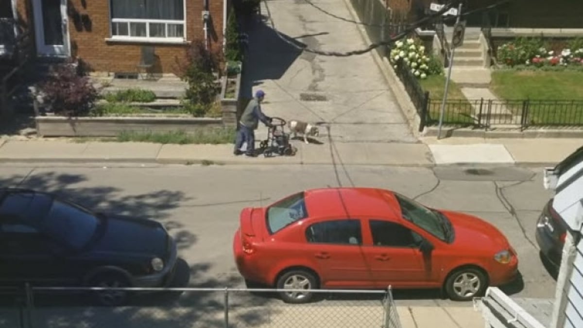 Illustration : " Ce chien attend patiemment son vieux maître pendant une promenade"