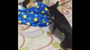 Illustration :  Cette chienne est la nounou parfaite pour un bébé