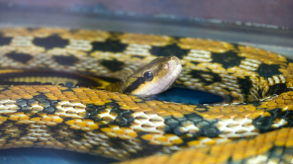 Illustration : Un Python sème la terreur dans les WC d’un Grenoblois !