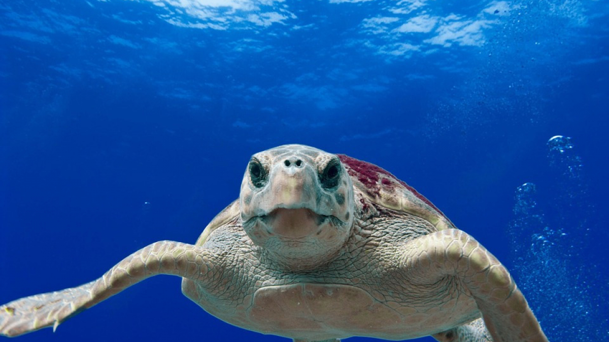 Illustration : "Mimizan (40) : Une tortue marine échouée et sauvée sur une plage des Landes !"