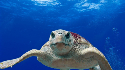 Illustration : Mimizan (40) : Une tortue marine échouée et sauvée sur une plage des Landes !
