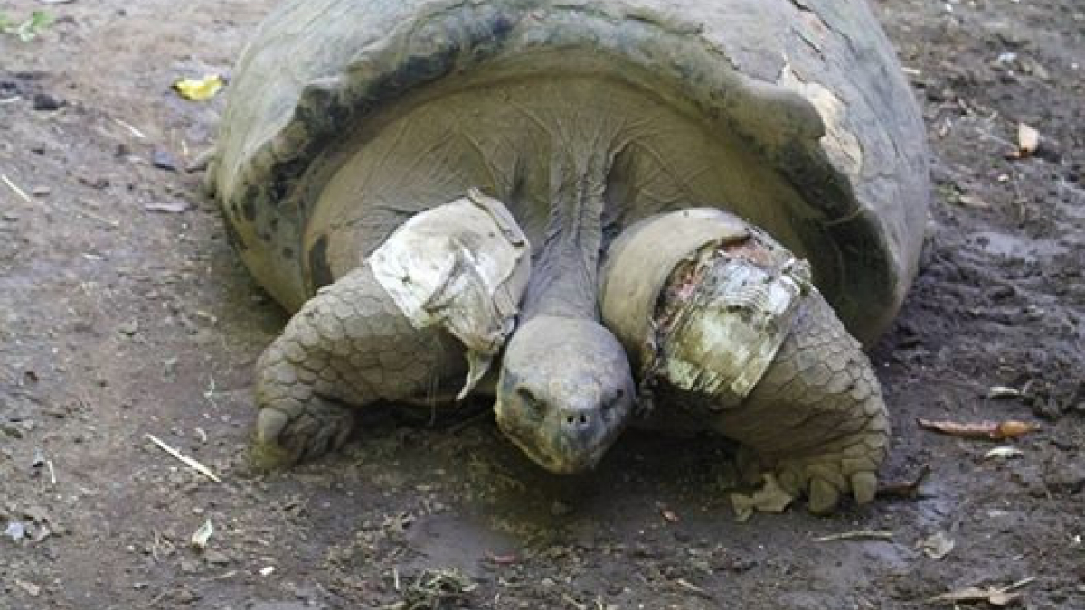 Illustration : "Tahiti : Une tortue de 210 ans meurt, attaquée par des chiens"