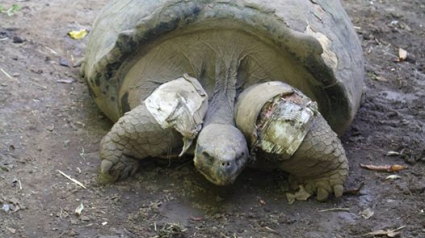 Illustration : Tahiti : Une tortue de 210 ans meurt, attaquée par des chiens