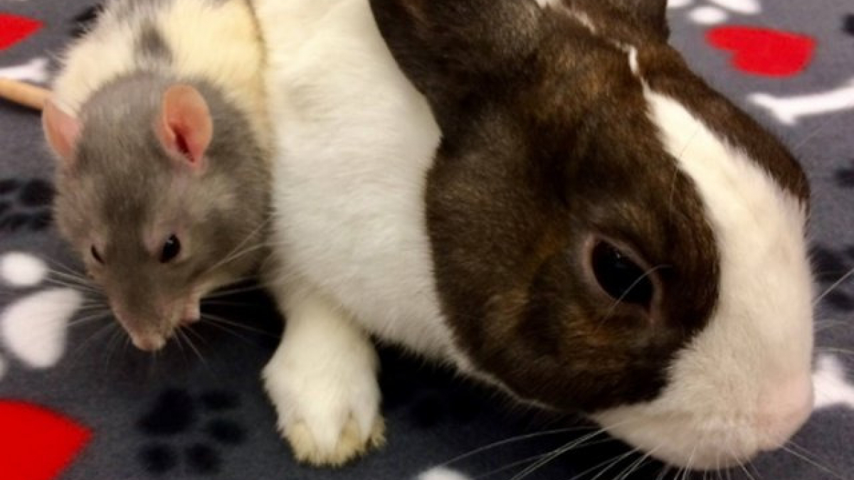 Illustration : "Un lapin et un rat sont devenus les meilleurs amis du monde"