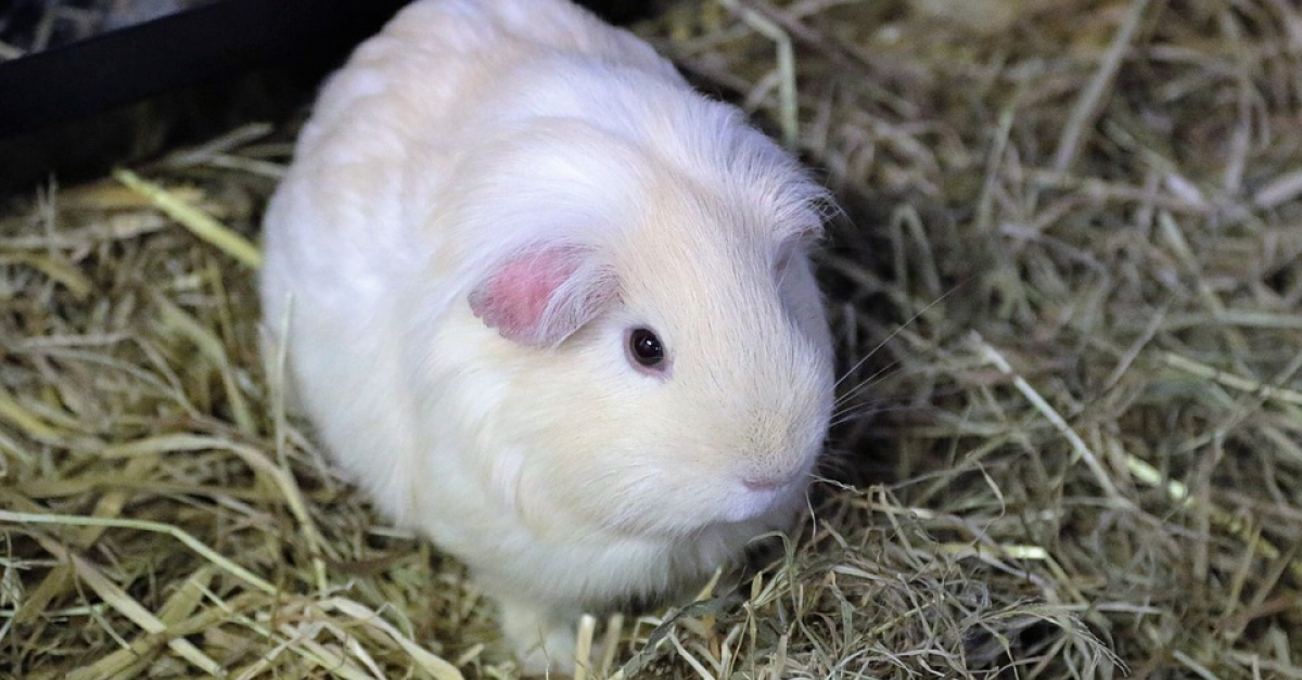 Caudry 59 Il Achete Un Cochon D Inde Atteint De La Teigne A Sa Fille Pour Noel