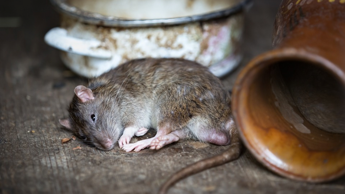 Illustration : "Gard (30) : Des rats apparaissent dans une école à Crespian, les parents d’élèves inquiets"