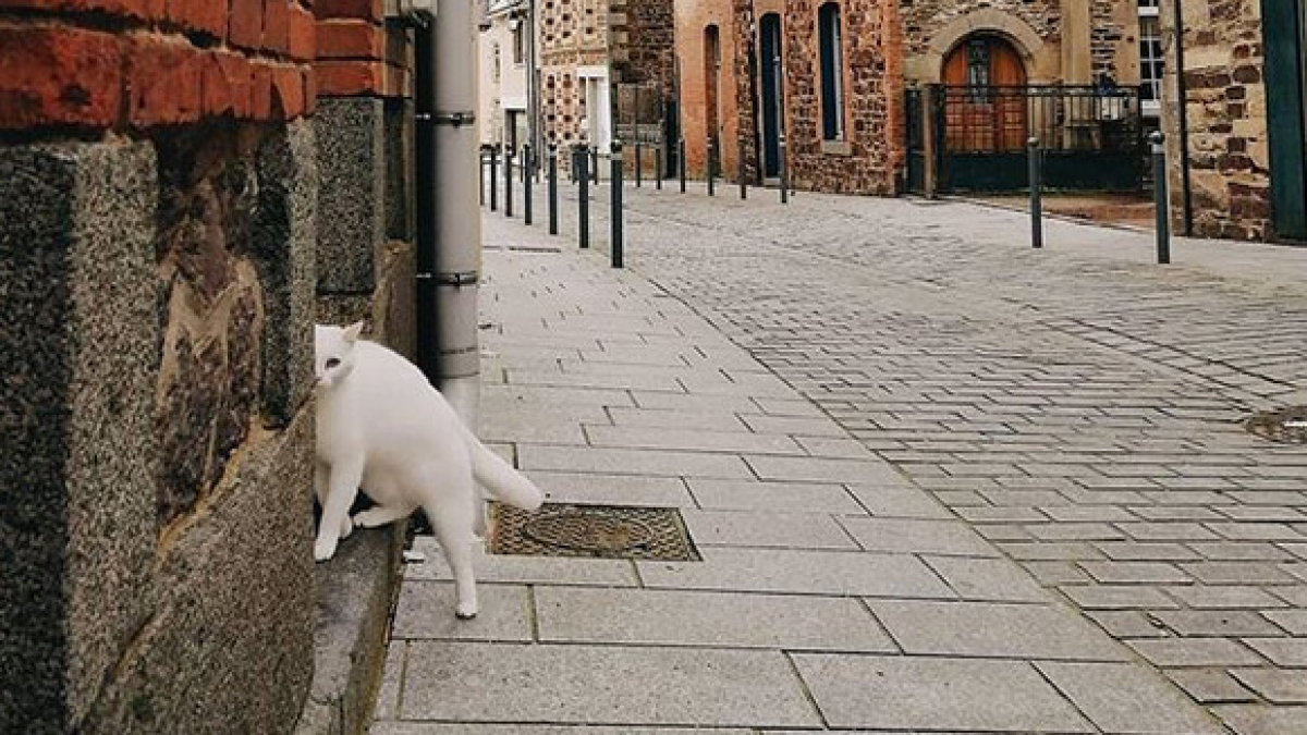 Illustration : "Elle photographie un chat dans une rue bretonne et cartonne sur Instagram"