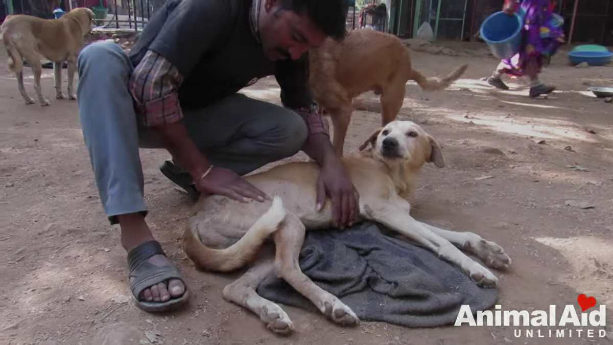 Illustration : "Paralysé, un chien survit grâce à l’aide et aux soins d’une association"