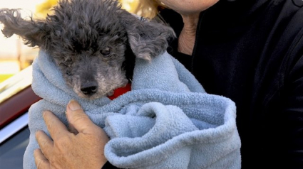 Illustration : Etats-Unis : Ils abandonnent leur chien et veulent l’euthanasier car « stupide »
