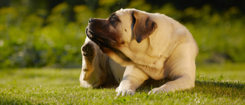 Illustration : "Choisir un gros chien"