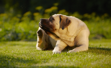Illustration : "Choisir un gros chien"