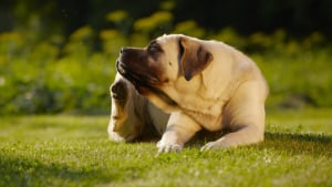 Choisir un chien de taille moyenne : les choses à savoir