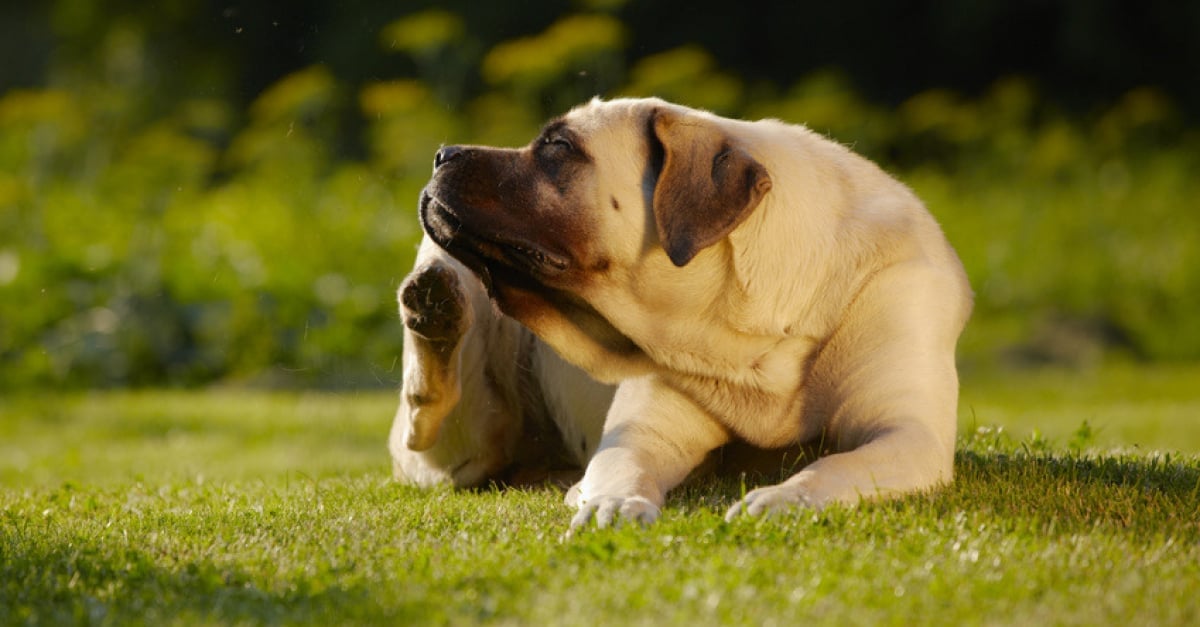 Chiens avec gros pénis