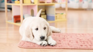 Illustration : Jouer avec son chien en intérieur