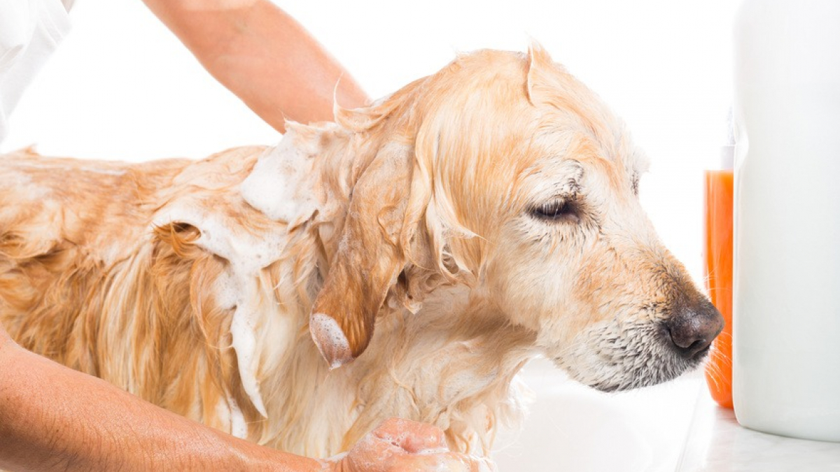 Illustration : "Donner le bain à un chien"