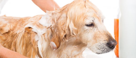 Illustration : "Donner le bain à un chien"
