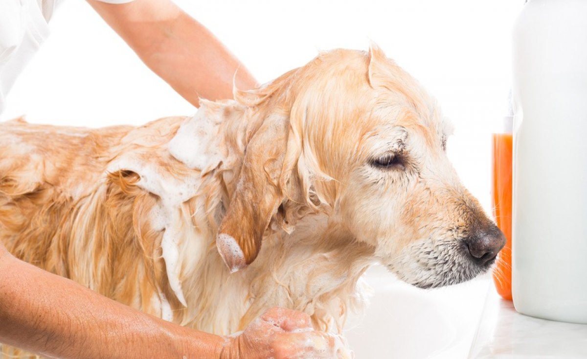 Illustration : "Donner le bain à un chien"