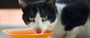 Illustration : "Les aliments dangereux et toxiques pour le chat"