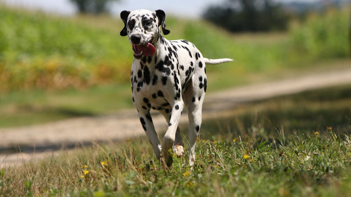 Illustration : "Les 5 sens du chien"