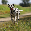 Illustration : Les 5 sens du chien