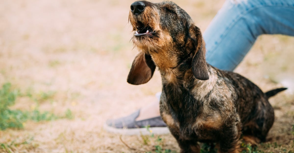 La peur de lu0027orage chez le chien : comment le calmer ?
