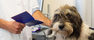 Illustration : "Le passeport pour chien"