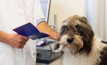 Illustration : "Le passeport pour chien"