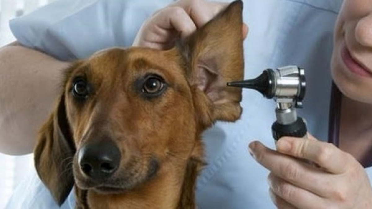 Illustration : "Assurances santé pour animaux : et la médecine douce ?"