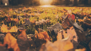 Illustration : Les dangers de l'automne